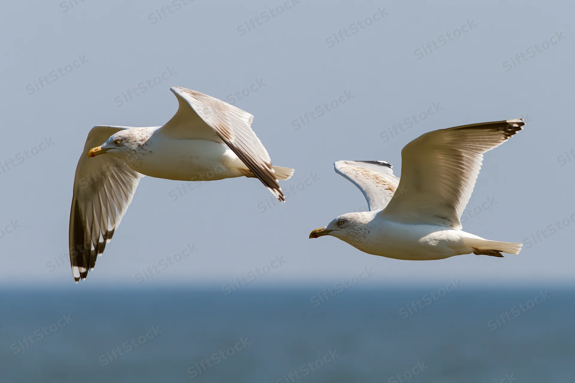 Two seagulls soaring with wings extended over the ocean