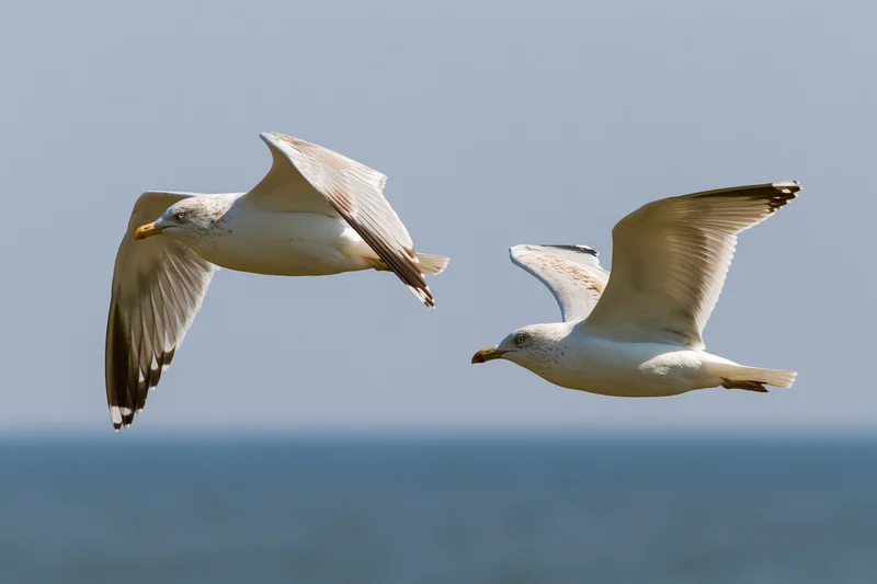 Two seagulls soaring with wings extended over the ocean