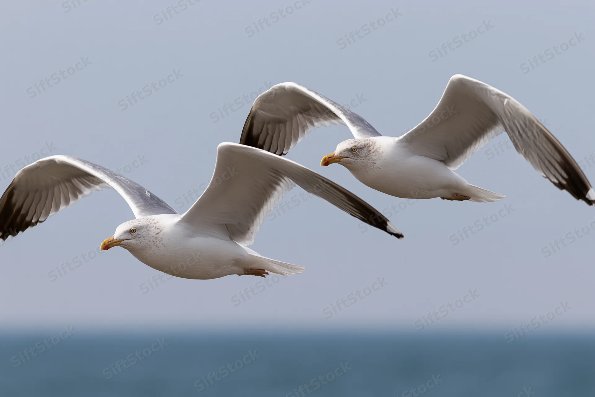 Two seagulls soaring with wings fully extended over the ocean under a clear sky
