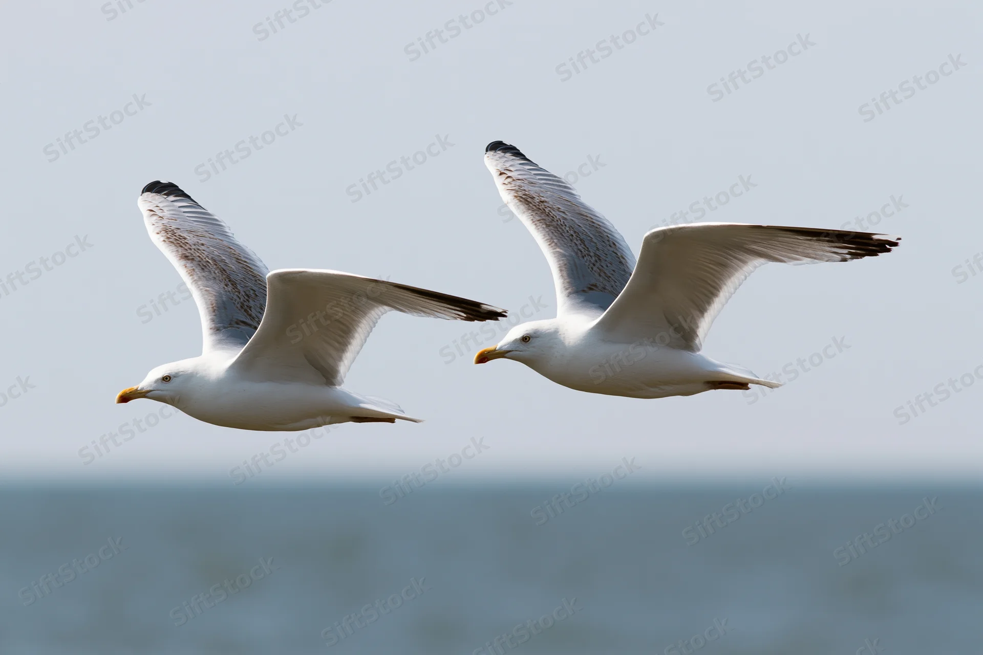 Two seagulls soaring in mid-flight over the ocean with wings fully extended