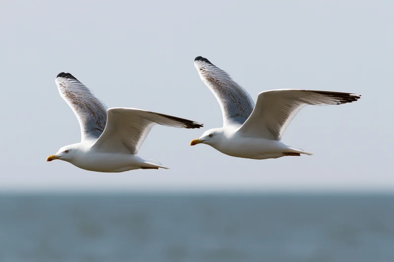 Two seagulls soaring in mid-flight over the ocean with wings fully extended