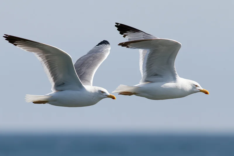 Two seagulls soaring in mid-flight with wings extended over the ocean