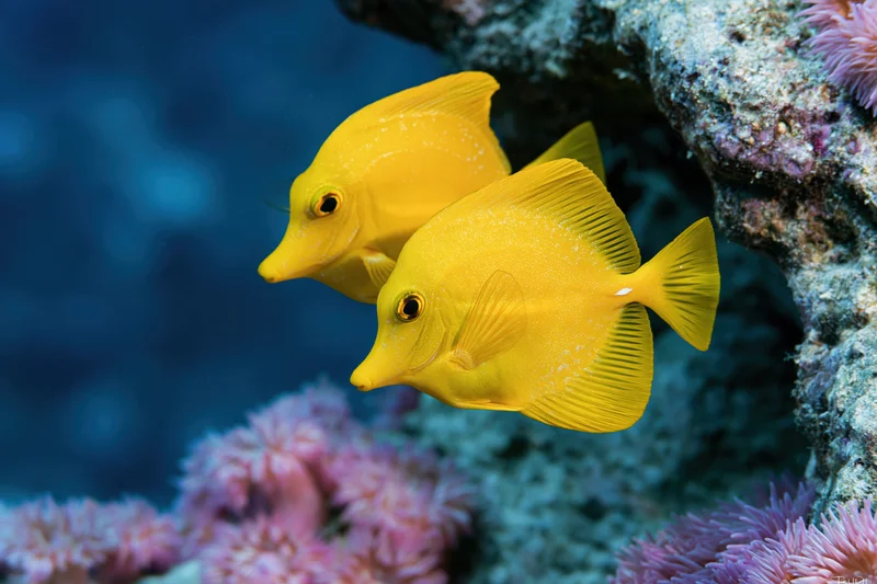 Two yellow tang fish swimming near a coral reef in clear blue water