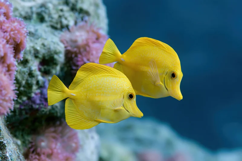 Two yellow tang fish swimming near a coral reef with pink anemones