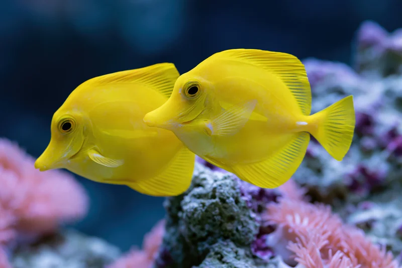 Two yellow tang fish swimming close together near a coral reef
