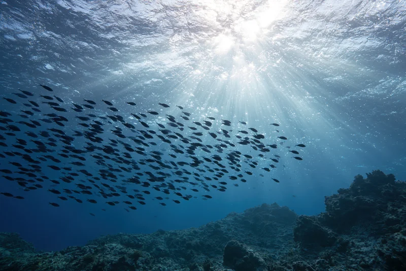 School of fish swimming above coral reef under sunlight rays from ocean surface