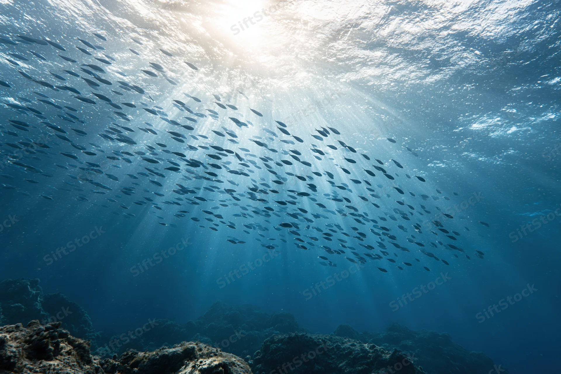 School of fish swimming underwater near coral reef with sunlight rays piercing ocean surface