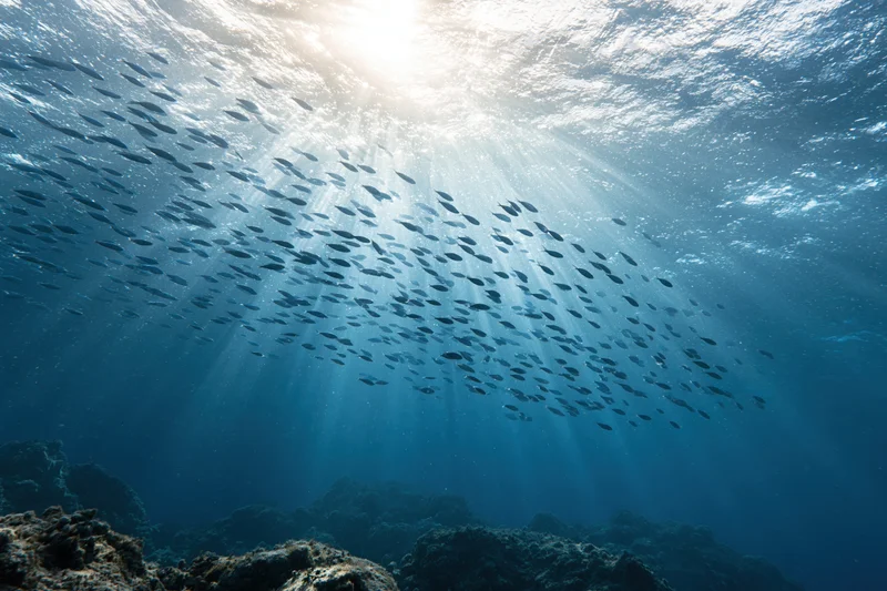 School of fish swimming underwater near coral reef with sunlight rays piercing ocean surface