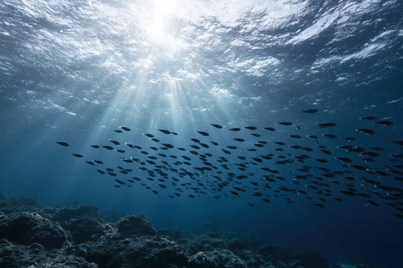 School of fish swimming underwater near coral reef with sunlight rays piercing ocean surface
