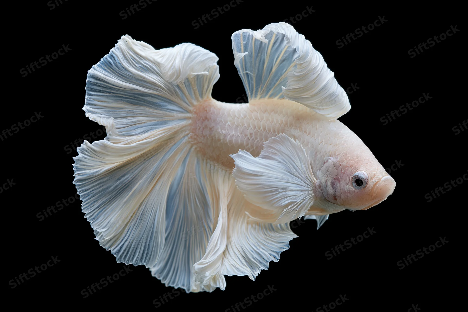 White halfmoon betta fish with flowing layered fins curled in against black background
