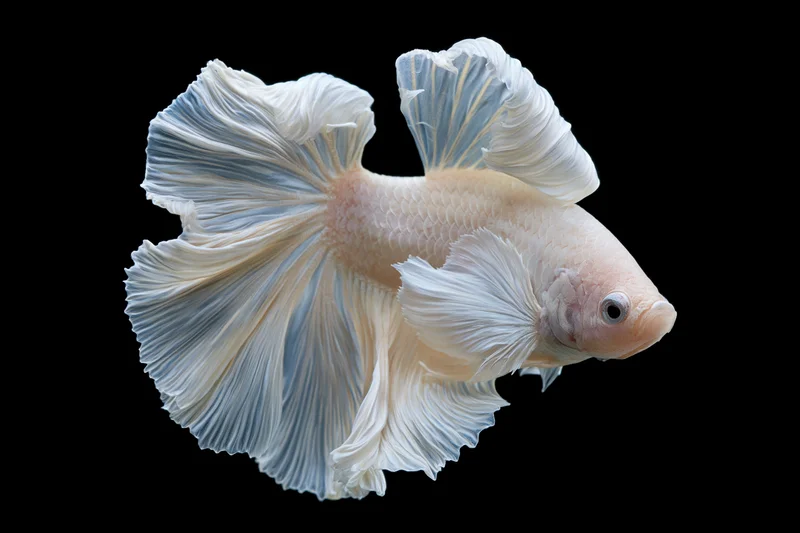 White halfmoon betta fish with flowing layered fins curled in against black background