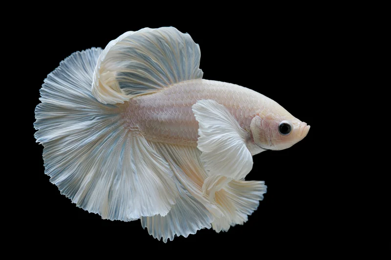 White halfmoon betta fish with flowing layered fins curled in against black background