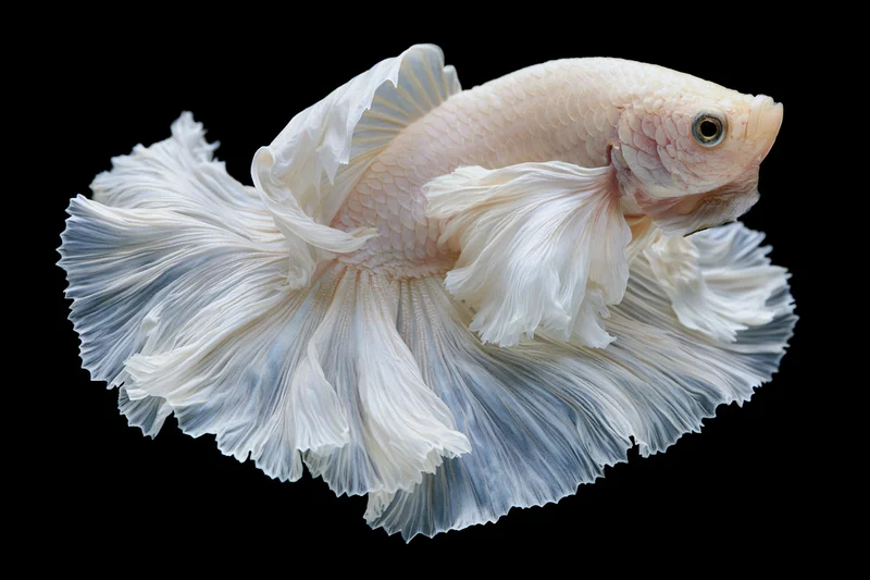 White halfmoon betta fish with flowing layered fins curled in against black background