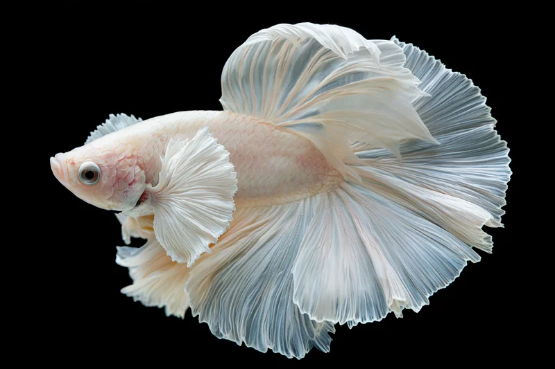 White halfmoon betta fish with flowing layered fins curled in against black background