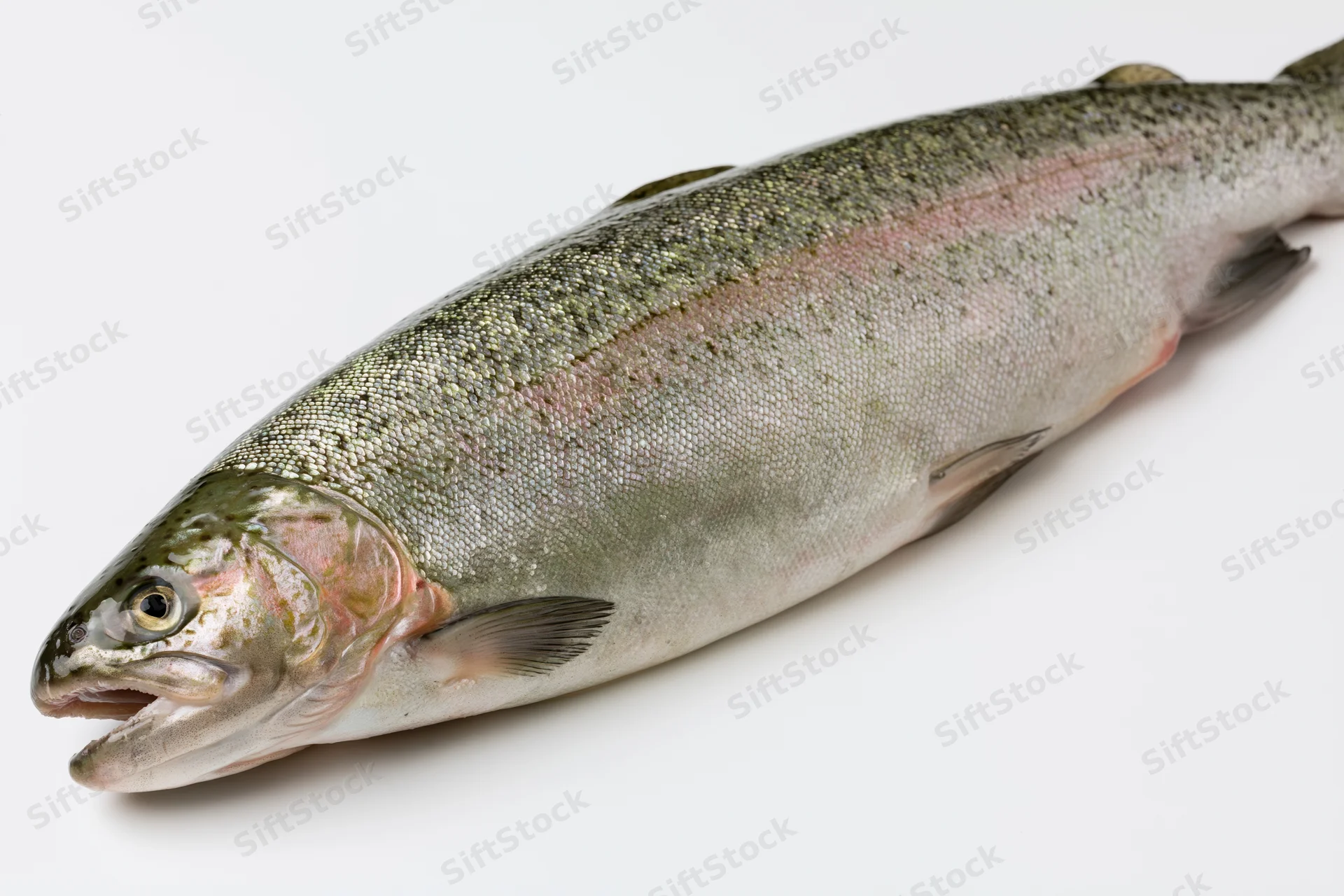 Whole fresh trout lying on its side on a clean white background
