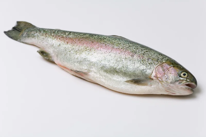 Whole fresh trout lying on its side on a clean white background