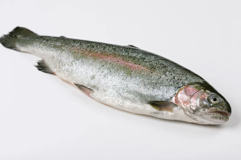 Whole fresh trout lying on its side on a white background