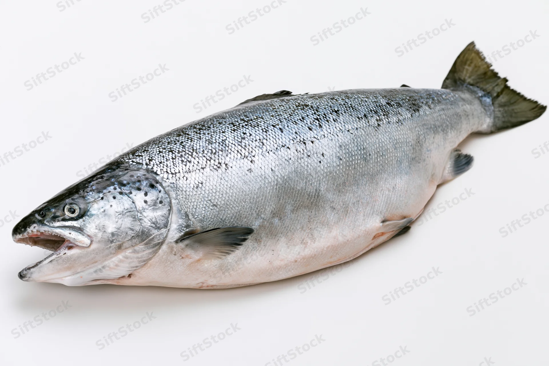 Whole raw atlantic salmon lying on its side with mouth slightly open on white background