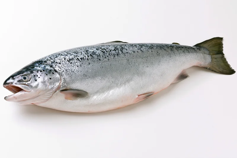 Whole raw atlantic salmon lying on its side with mouth slightly open on white background