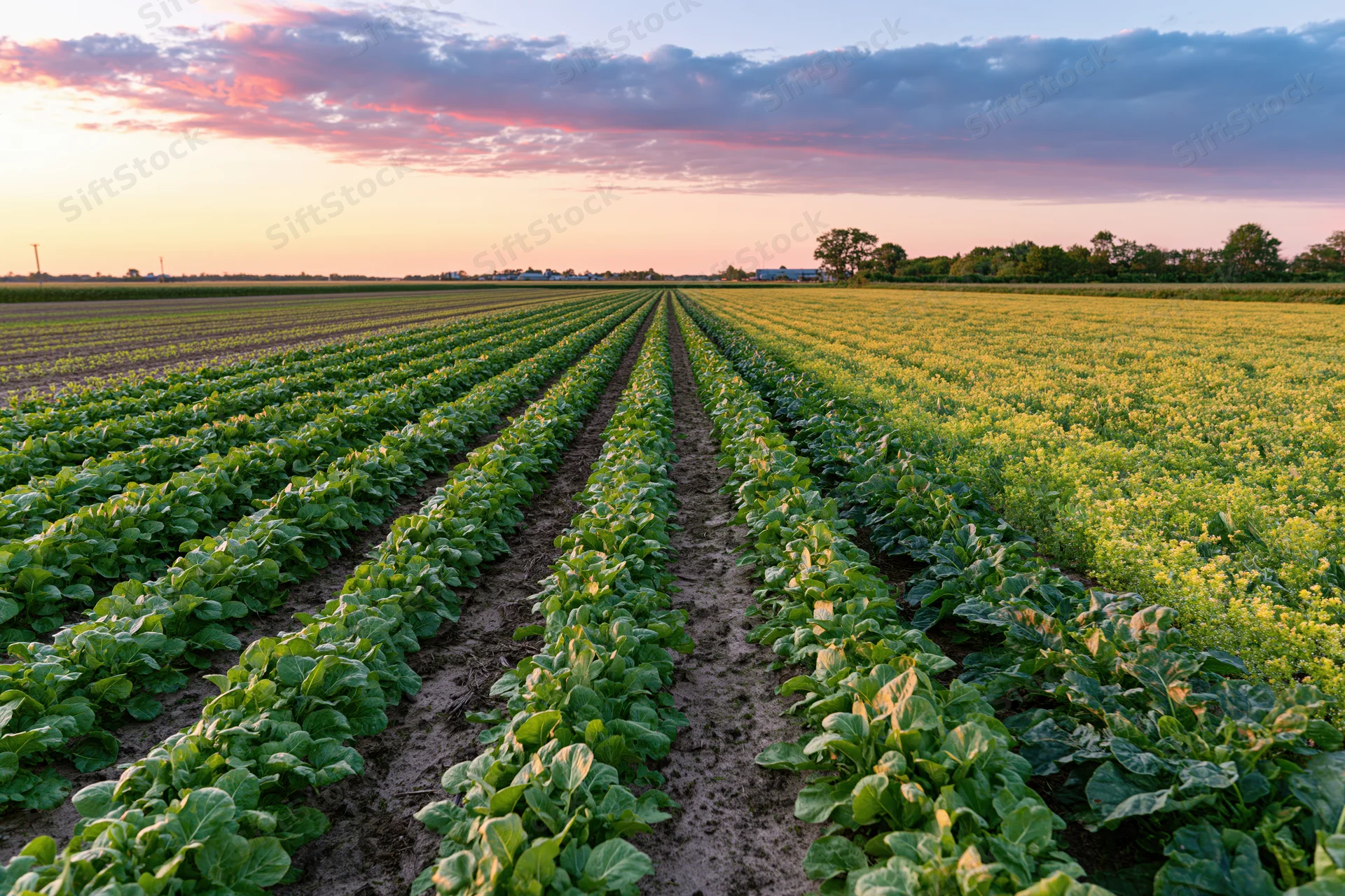 Rows of green and yellow crops stretching across a farm field at sunset