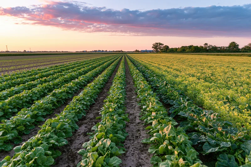 Rows of green and yellow crops stretching across a farm field at sunset