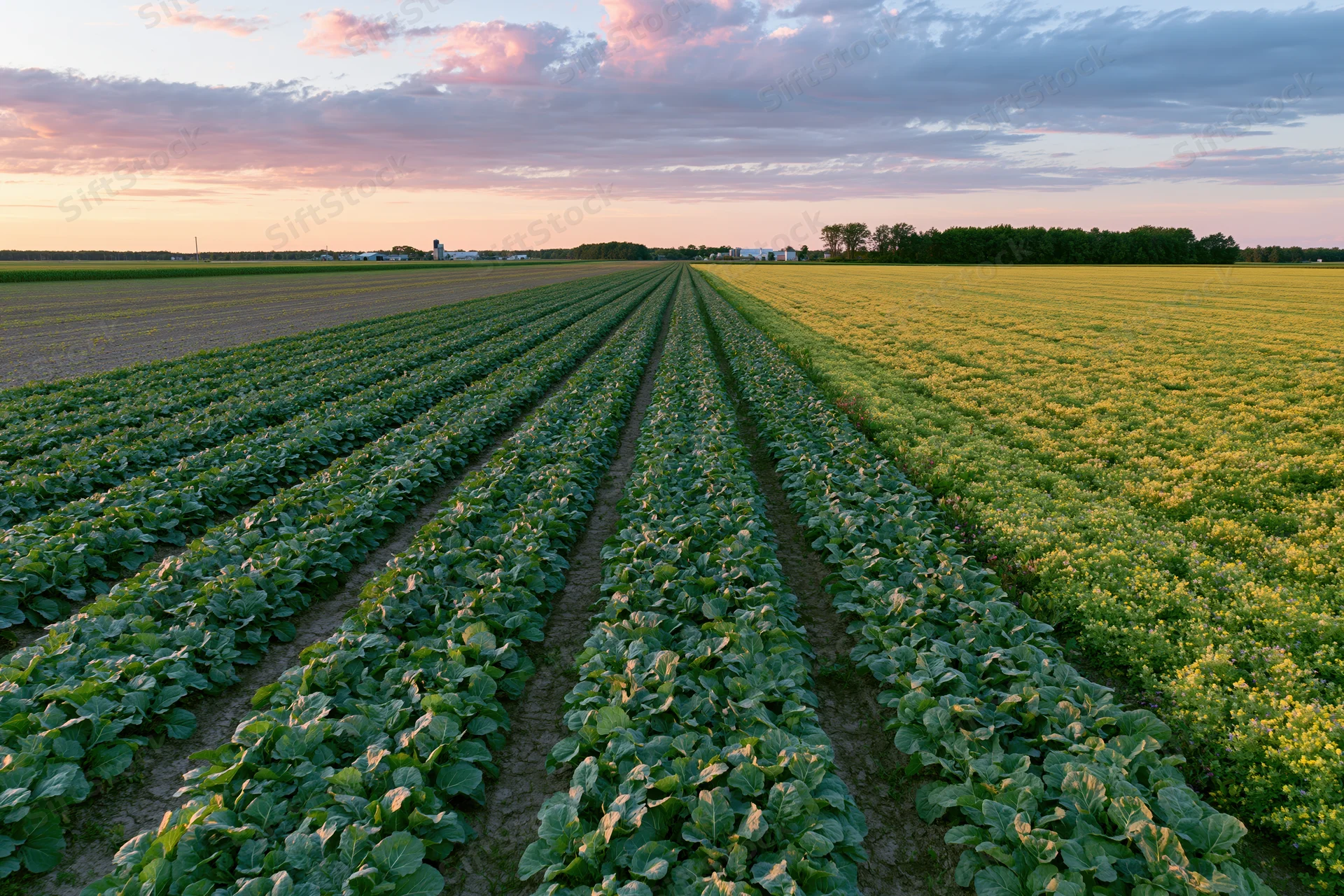 Rows of cabbage and canola crops stretching across a farm field at sunset