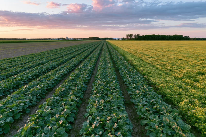 Rows of cabbage and canola crops stretching across a farm field at sunset