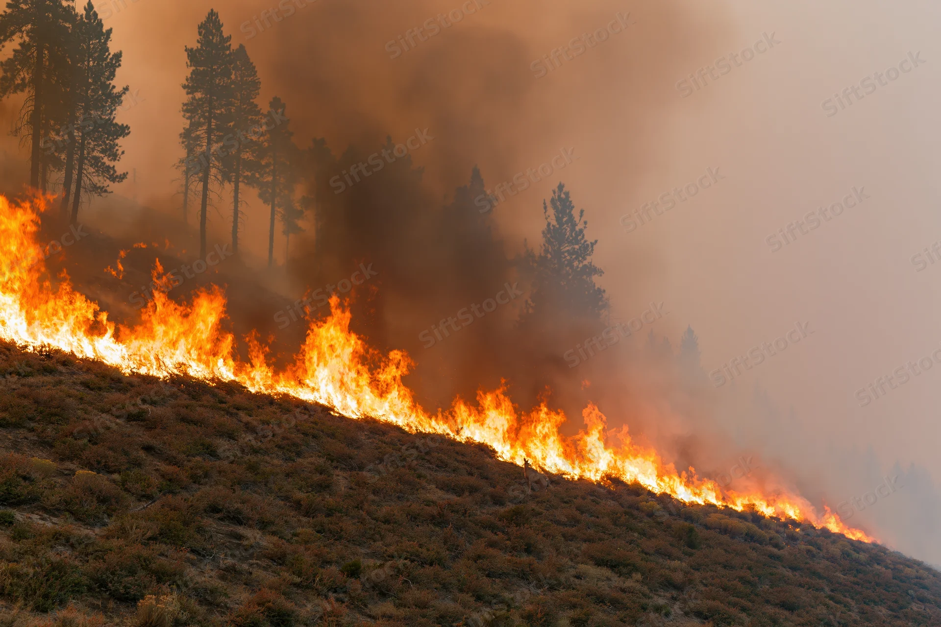 Wildfire burning across a hillside covered in dry scrub vegetation with trees in the background