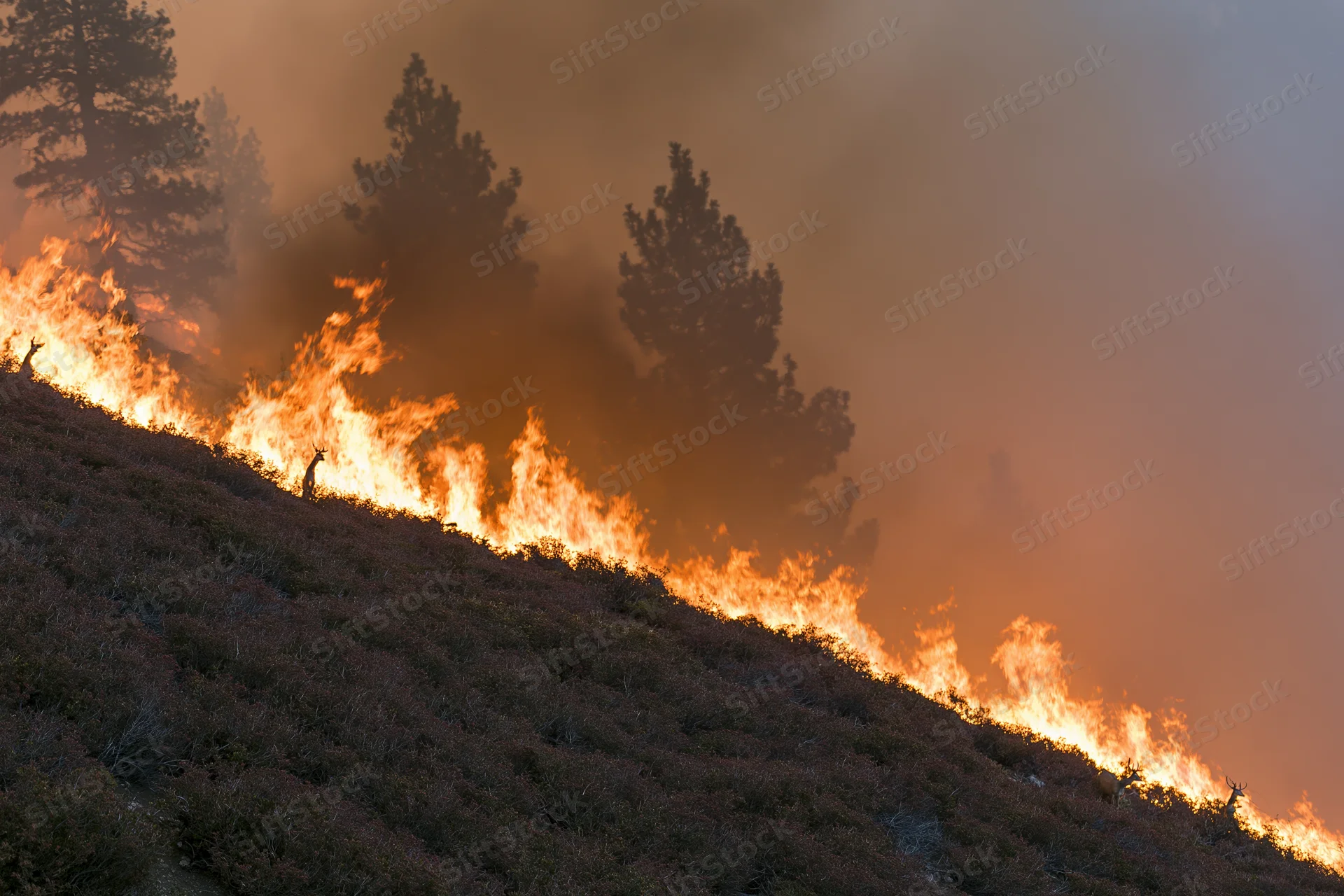 Wildfire burning across a hillside covered in low scrub vegetation at dusk