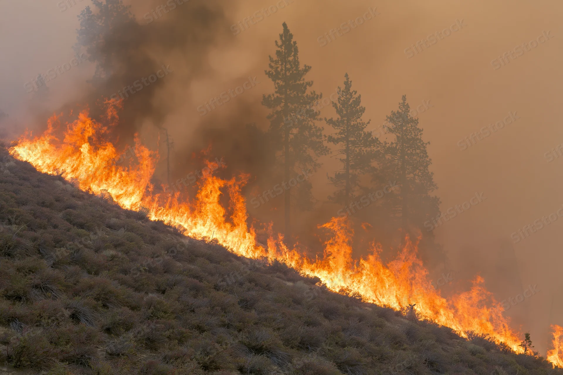 Wildfire burning across a hillside covered in low scrub vegetation with tall pine trees in the background