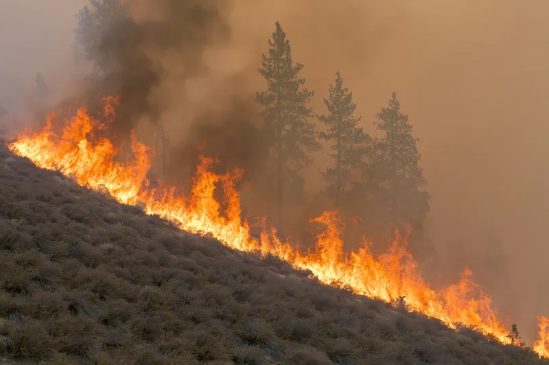 Wildfire burning across a hillside covered in low scrub vegetation with tall pine trees in the background
