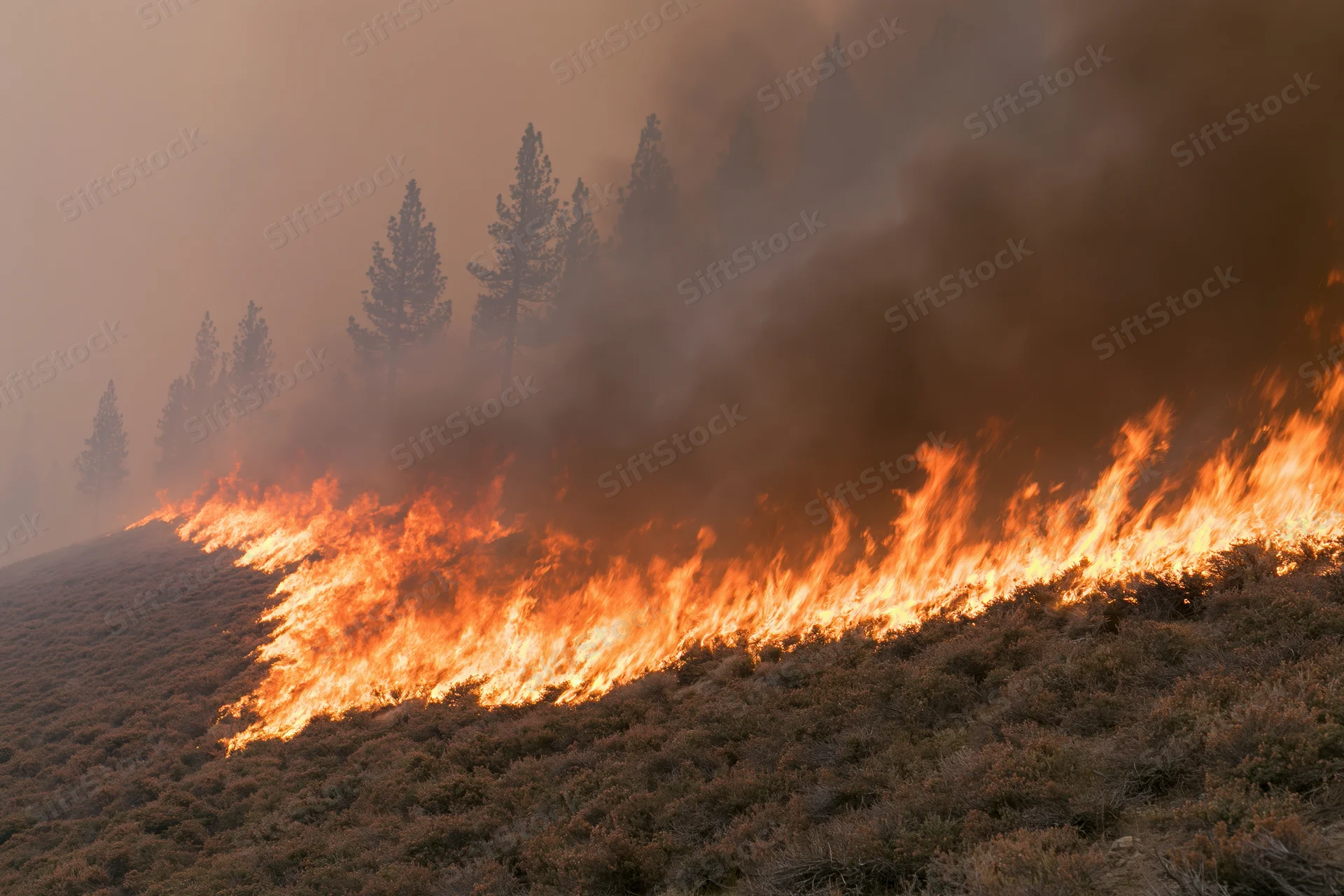 Wildfire burning across a hillside covered in dry scrub vegetation with trees in the background