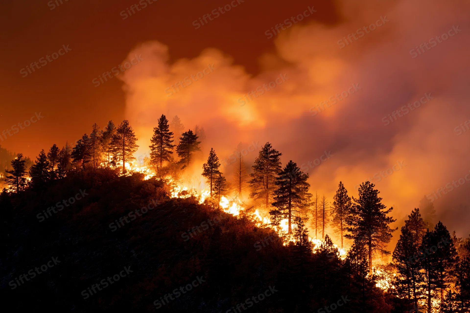 Wildfire burning across a hillside treeline at night