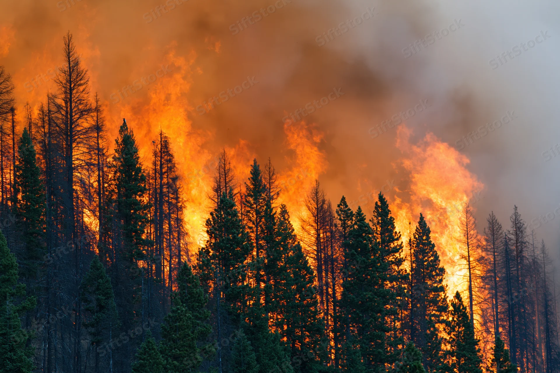 Wildfire burning through dense pine forest on hillside