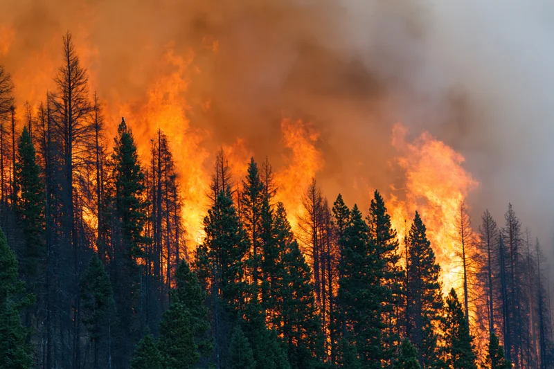Wildfire burning through dense pine forest on hillside