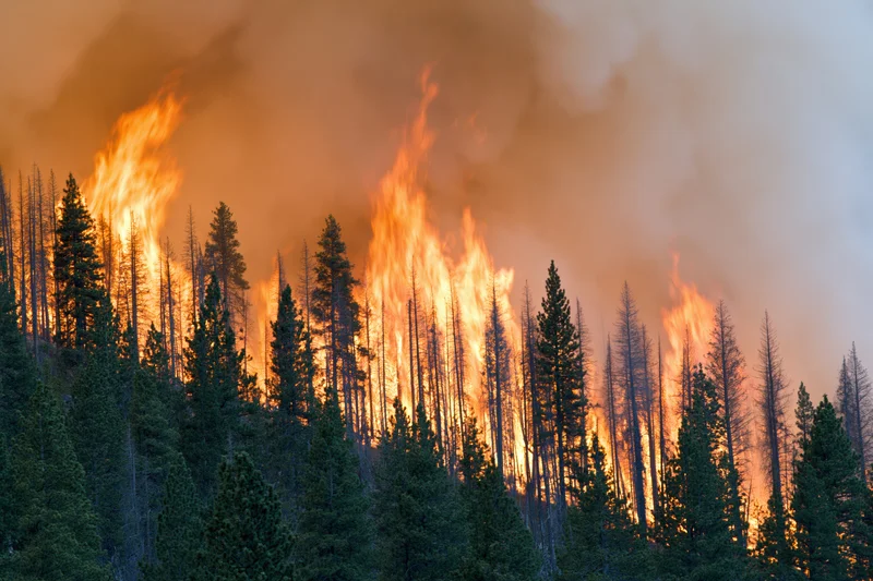 Wildfire burning through dense pine forest on hillside