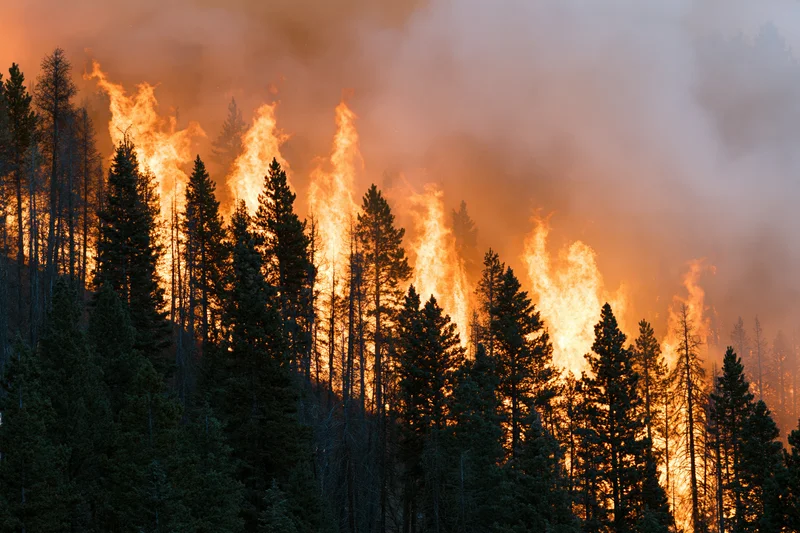 Wildfire burning through dense pine forest on a hillside