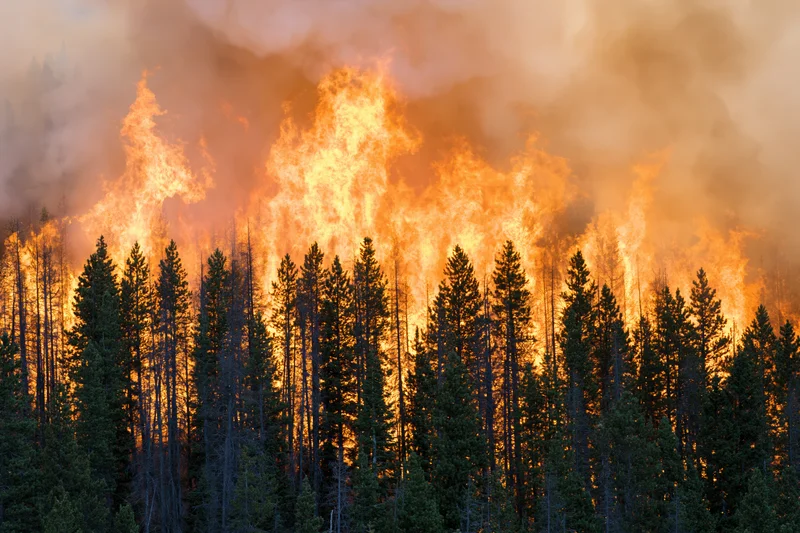 Wildfire burning through dense pine forest on hillside