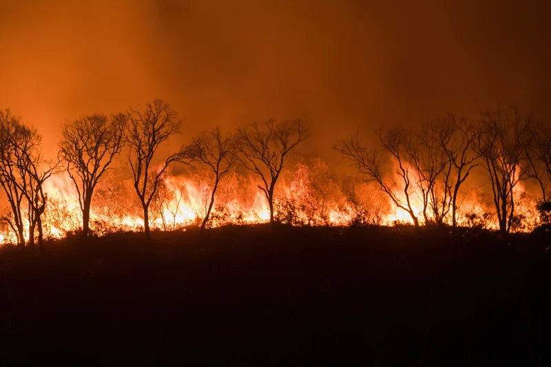 Wildfire burning through a forested hillside at night, silhouetting bare trees against orange flames and smoke