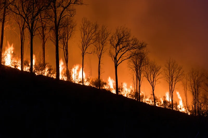 Wildfire burning through a forested hillside at night, silhouetting bare trees against orange flames and smoke