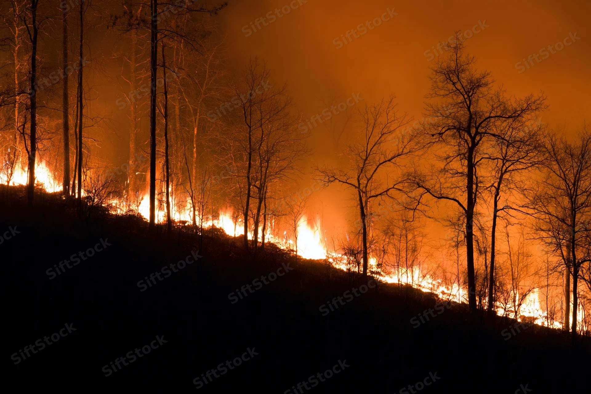 Wildfire burning through a forested hillside at night, flames illuminating bare trees against dark sky