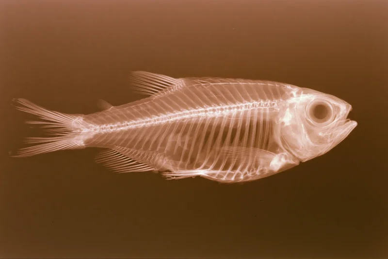 X-ray radiograph of a small fish in lateral profile showing its skeleton and internal anatomy