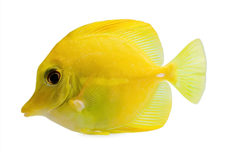 Yellow tang fish in profile view isolated on white background