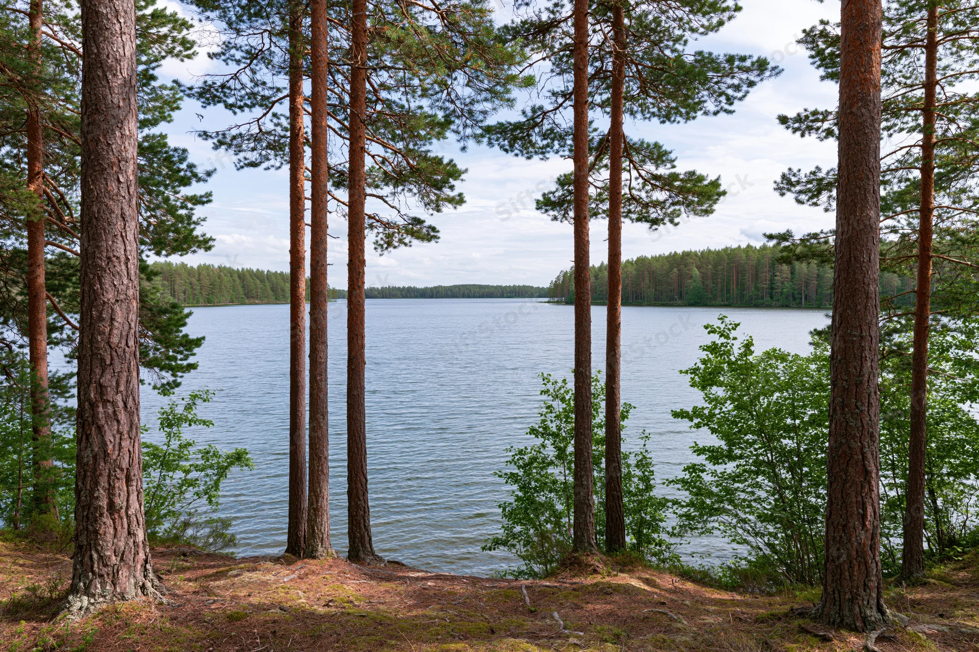 Calm lake viewed through pine trees on a forested shoreline in Finland