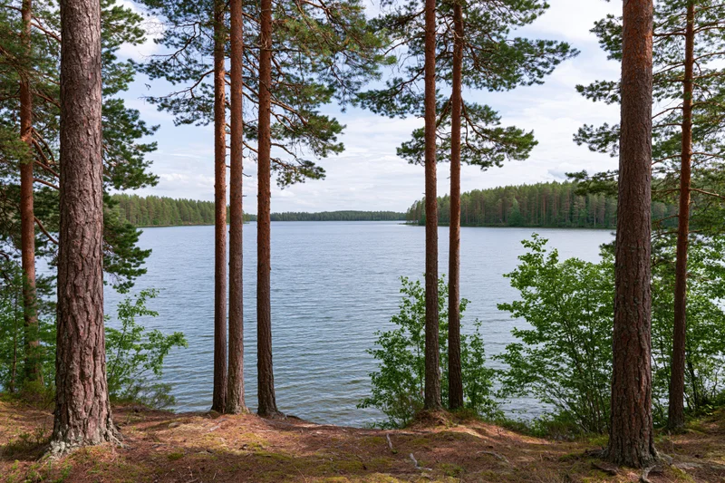 Calm lake viewed through pine trees on a forested shoreline in Finland