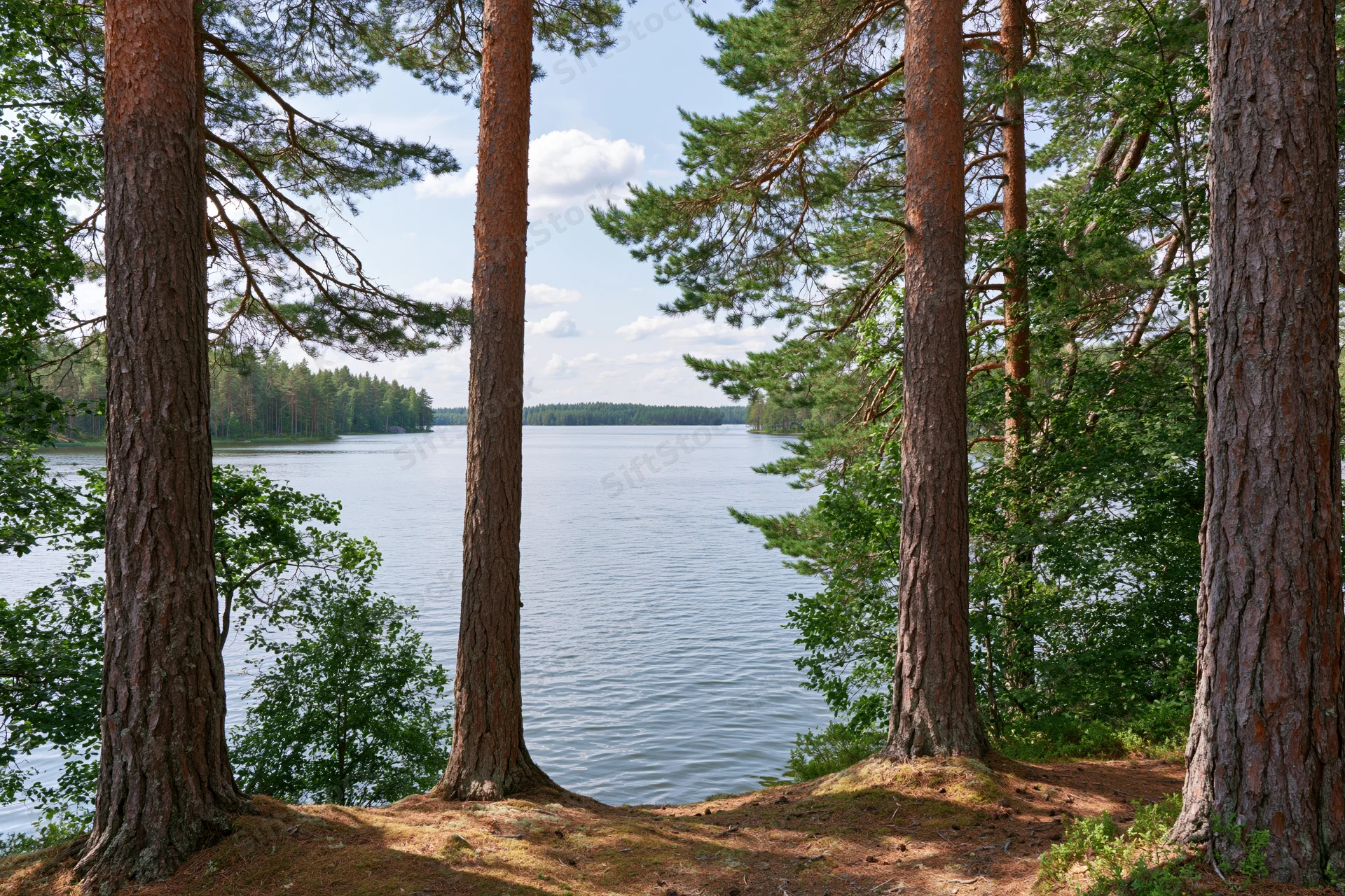 Pine trees framing a calm lake viewed from a forested shoreline