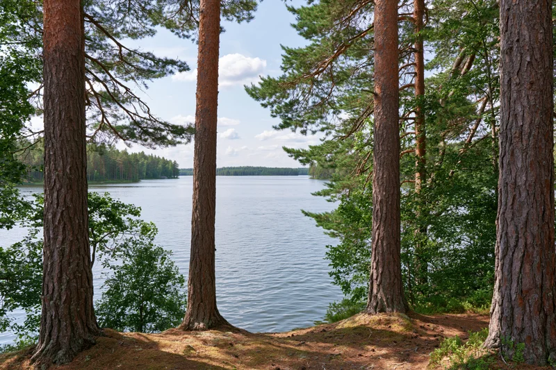 Calm Finnish forest lake viewed from a pine-forested shoreline