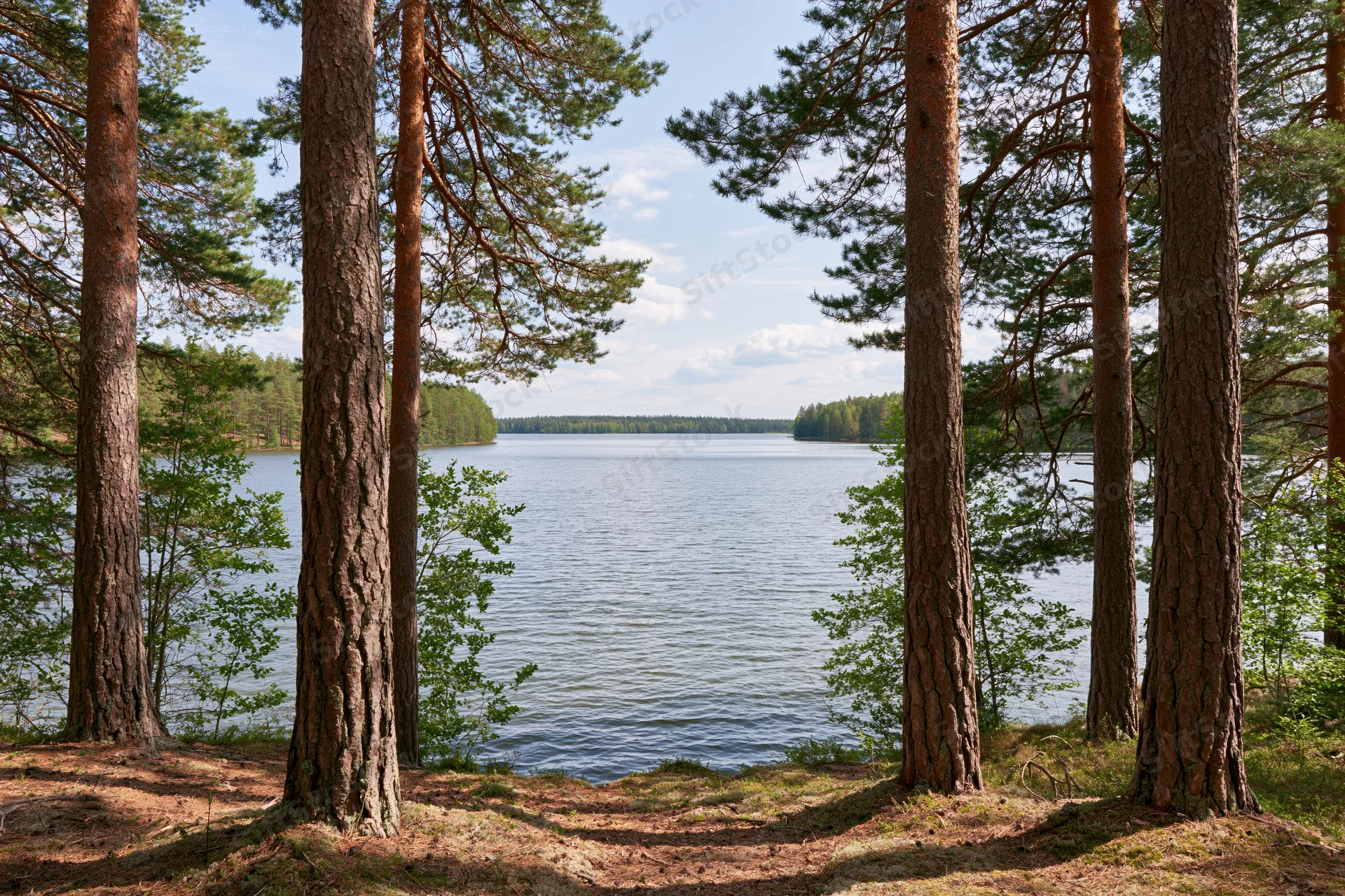 Calm lake viewed through pine trees on a forested shoreline
