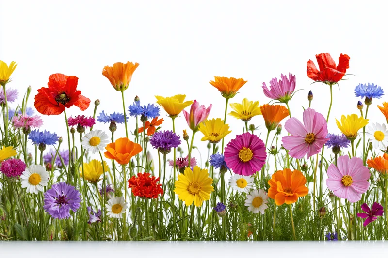 A dense row of mixed wildflowers blooming in a garden setting with green stems and colorful petals against a white background