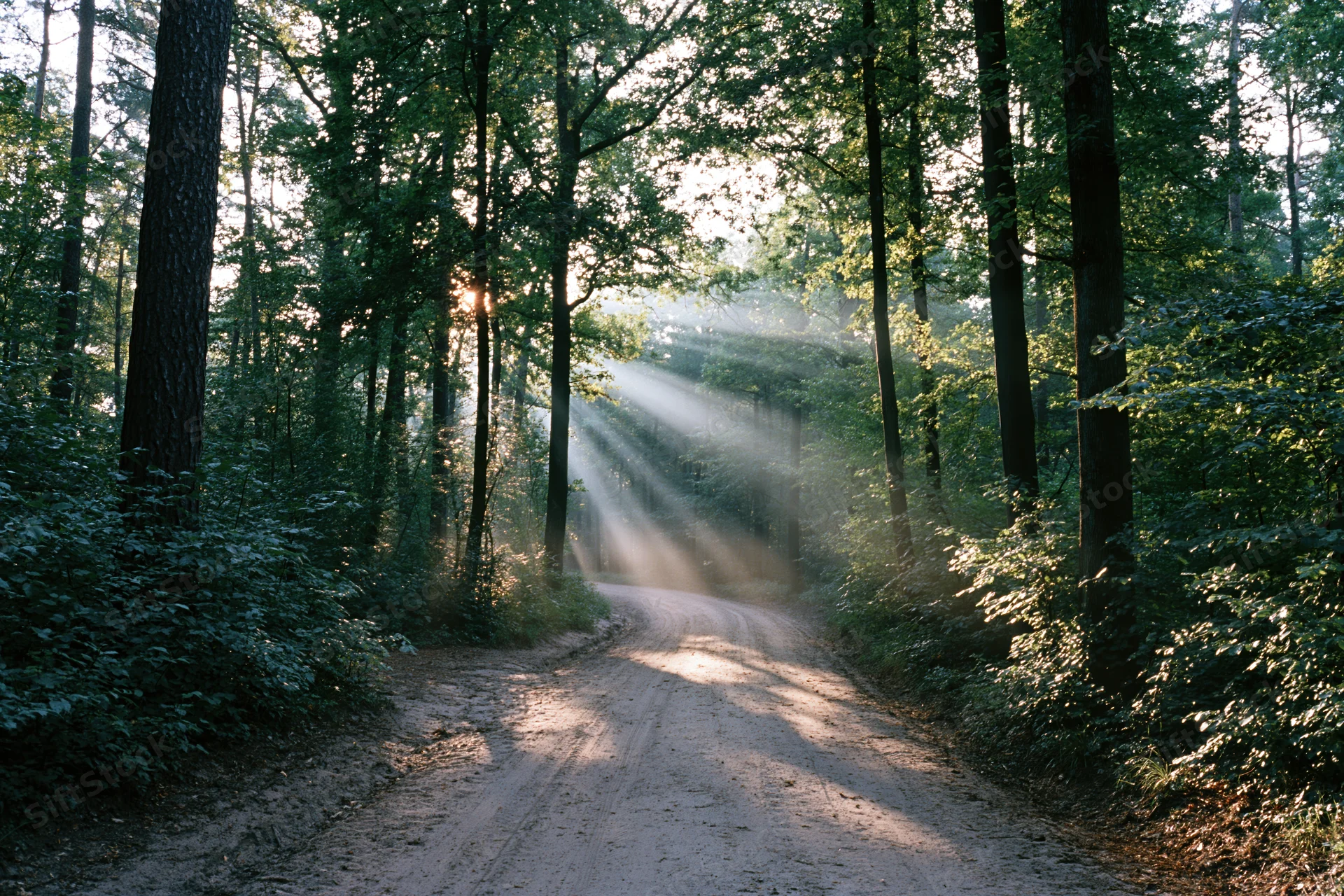Dirt path winding through dense forest with sunlight streaming through tall trees